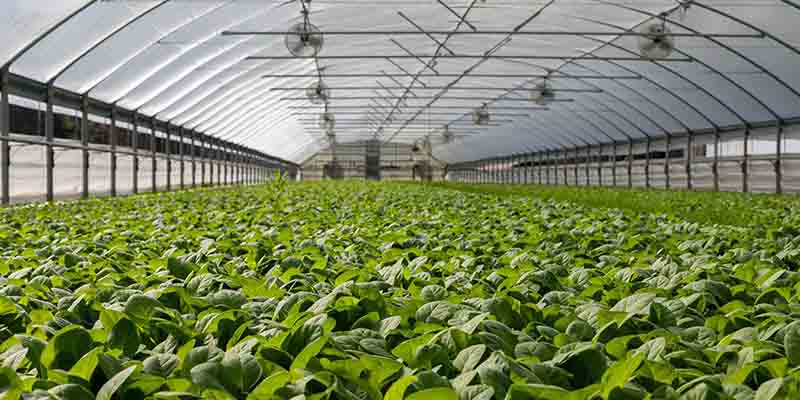 Introduction to Poly House in High Tech Horticulture